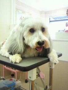 トリミングサロンE-basho~居場所-いばしょ~-2011012914580000.jpg