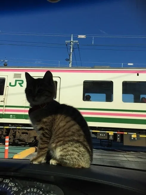 プードルのショコラちゃん＆プードルのあずきちゃん