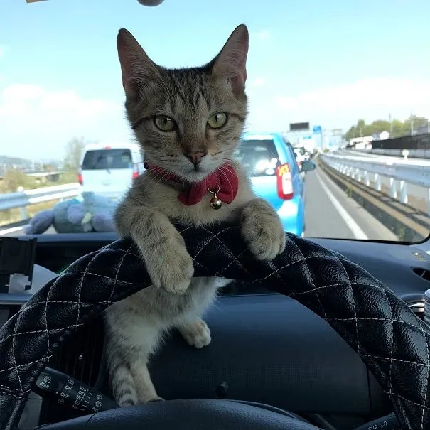 チー介くん＆レオくん＆空くん＆うたちゃん＆あんずちゃん＆ゆきちゃん