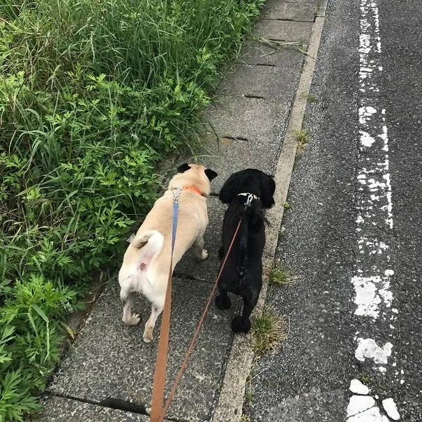 ビションのクレアちゃん＆ダックスのチョビくん＆プードルのモネくん＆プードルのムムちゃん