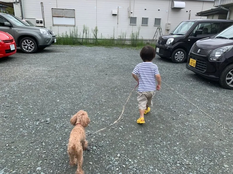 ヨーキーのハルくん&ヨーキーのななちゃん&ポメのポコくん&プードルのマロンちゃん