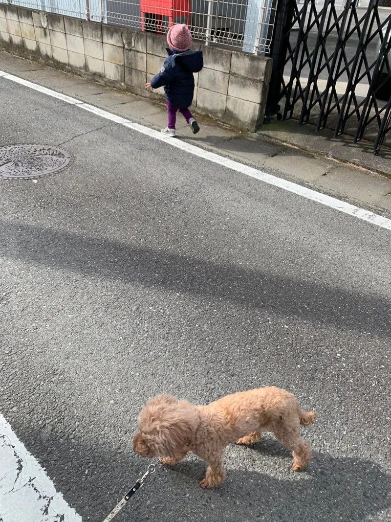 プードルのリズくん&プードルのモモちゃん&プードルのマロンちゃん