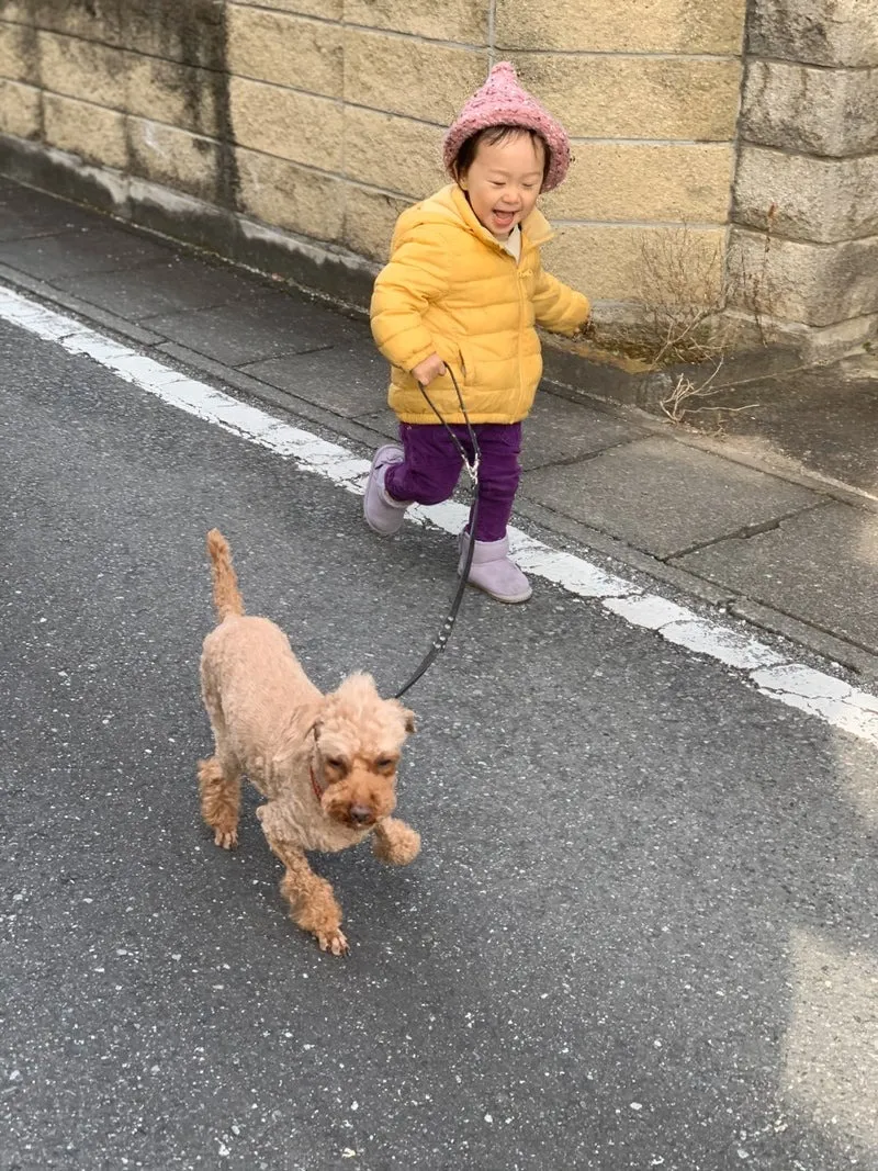 チワワのひまりちゃん&Mixのビビちゃん&Mixのチョコくん&プードルのりるちゃん