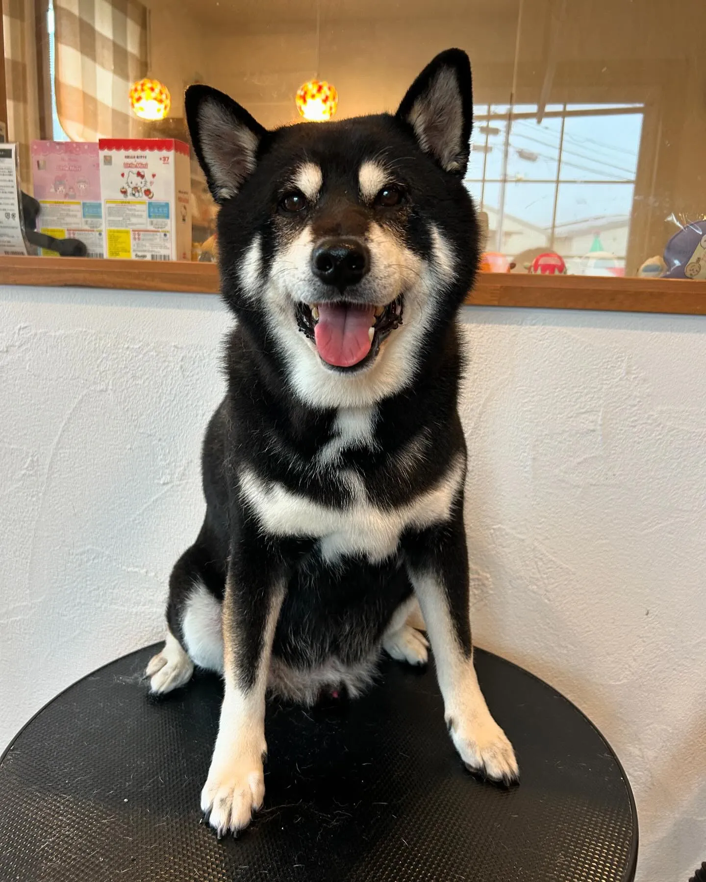 今日も賑やかな一日でした✨🐾 