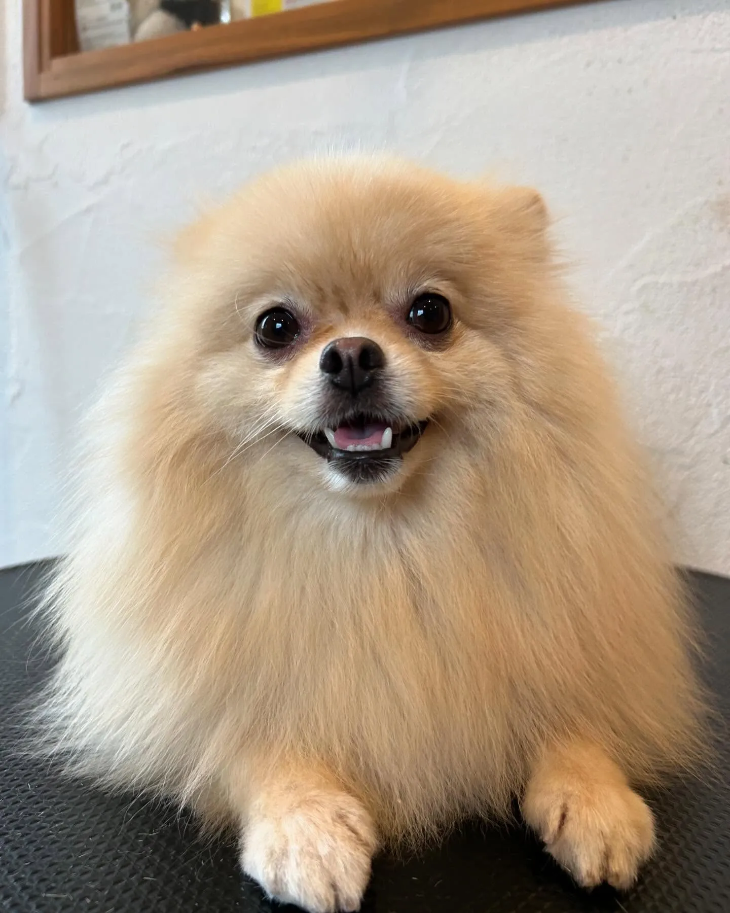 今日もたくさんのお友だちが遊びに来てくれたよ！🐶💕