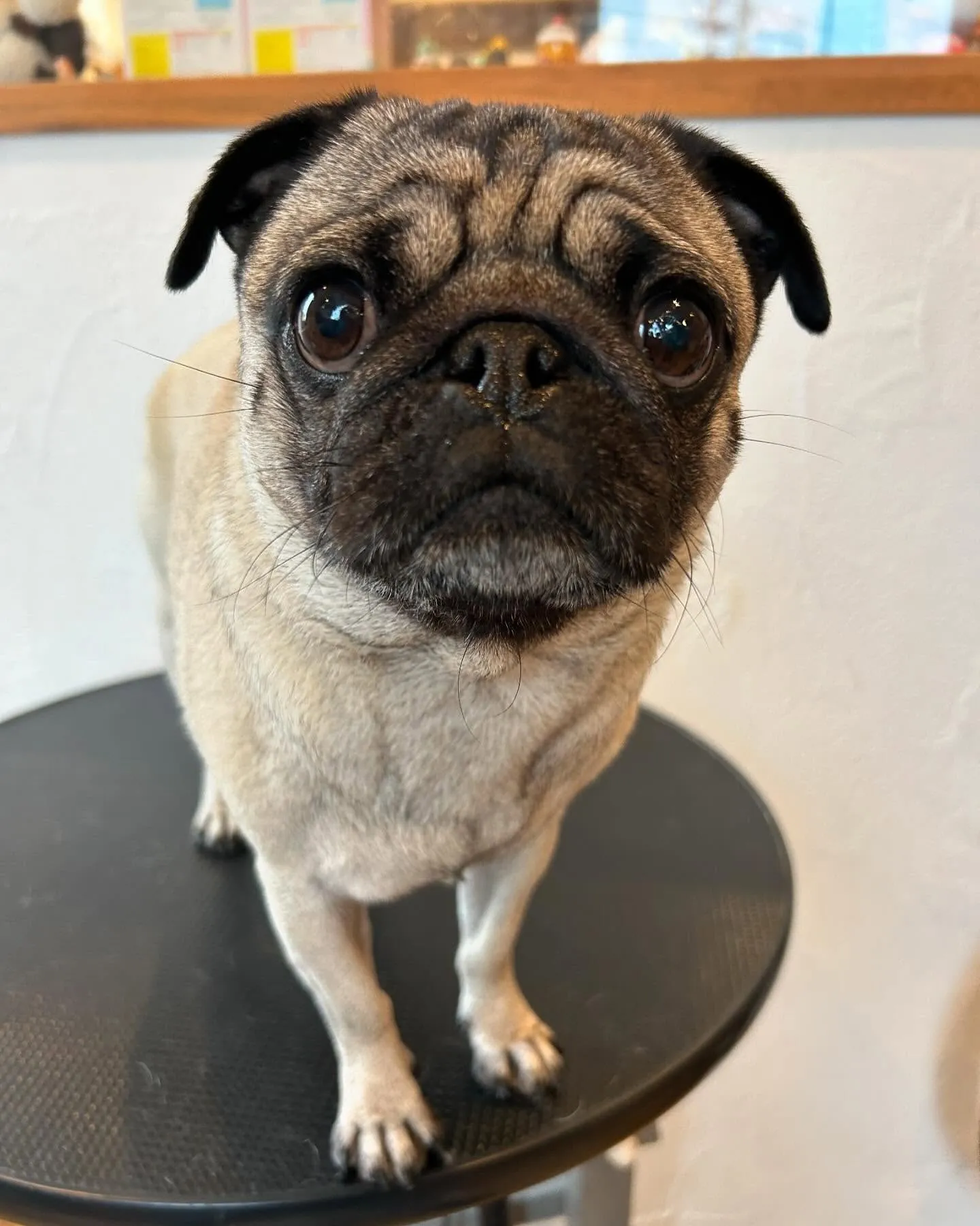 今日もたくさんのお友だちが遊びに来てくれたよ!🐶💕