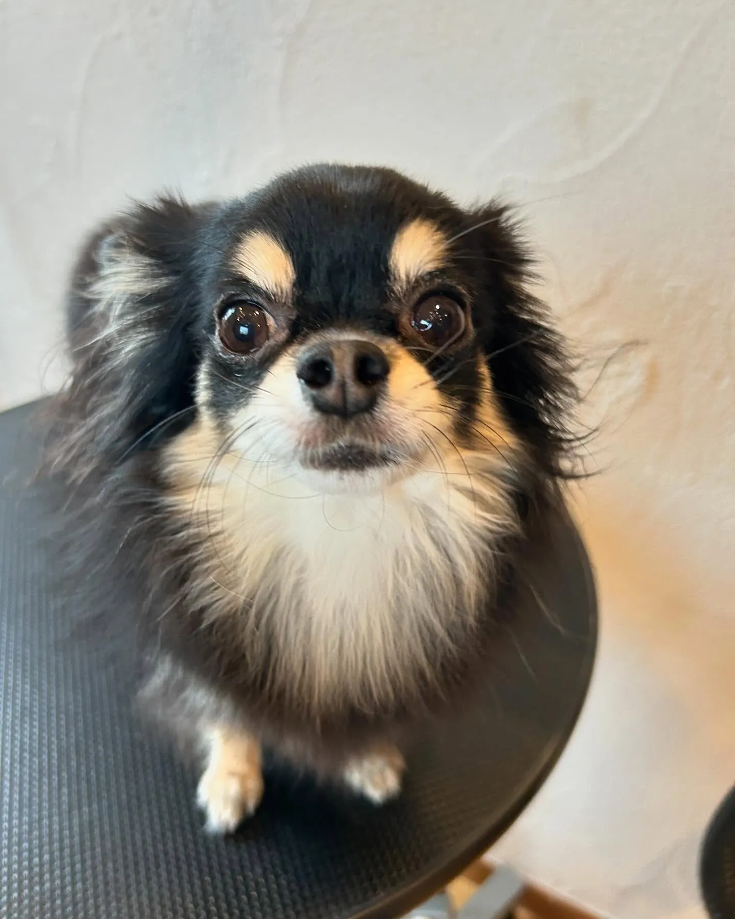 今日もたくさんのお友だちが遊びに来てくれたよ!🐶💕