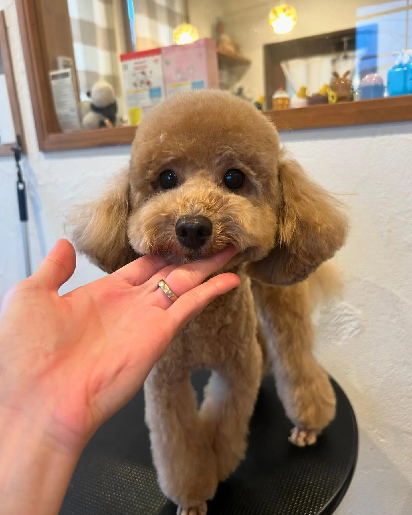 今日もたくさんのお友だちが遊びに来てくれたよ!🐶💕