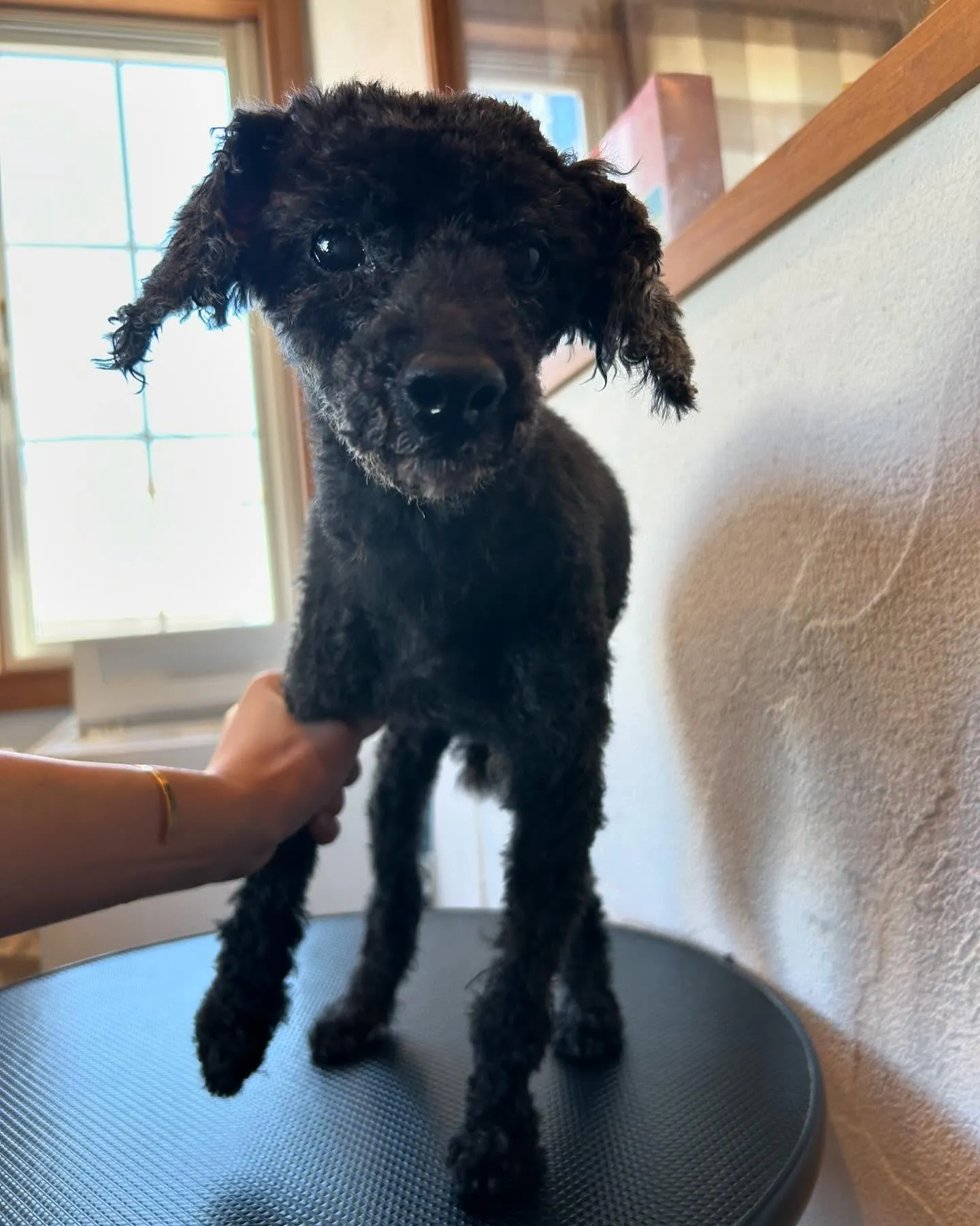 今日もトリミングサロンにかわいいお客様がたくさん来てくれまし...