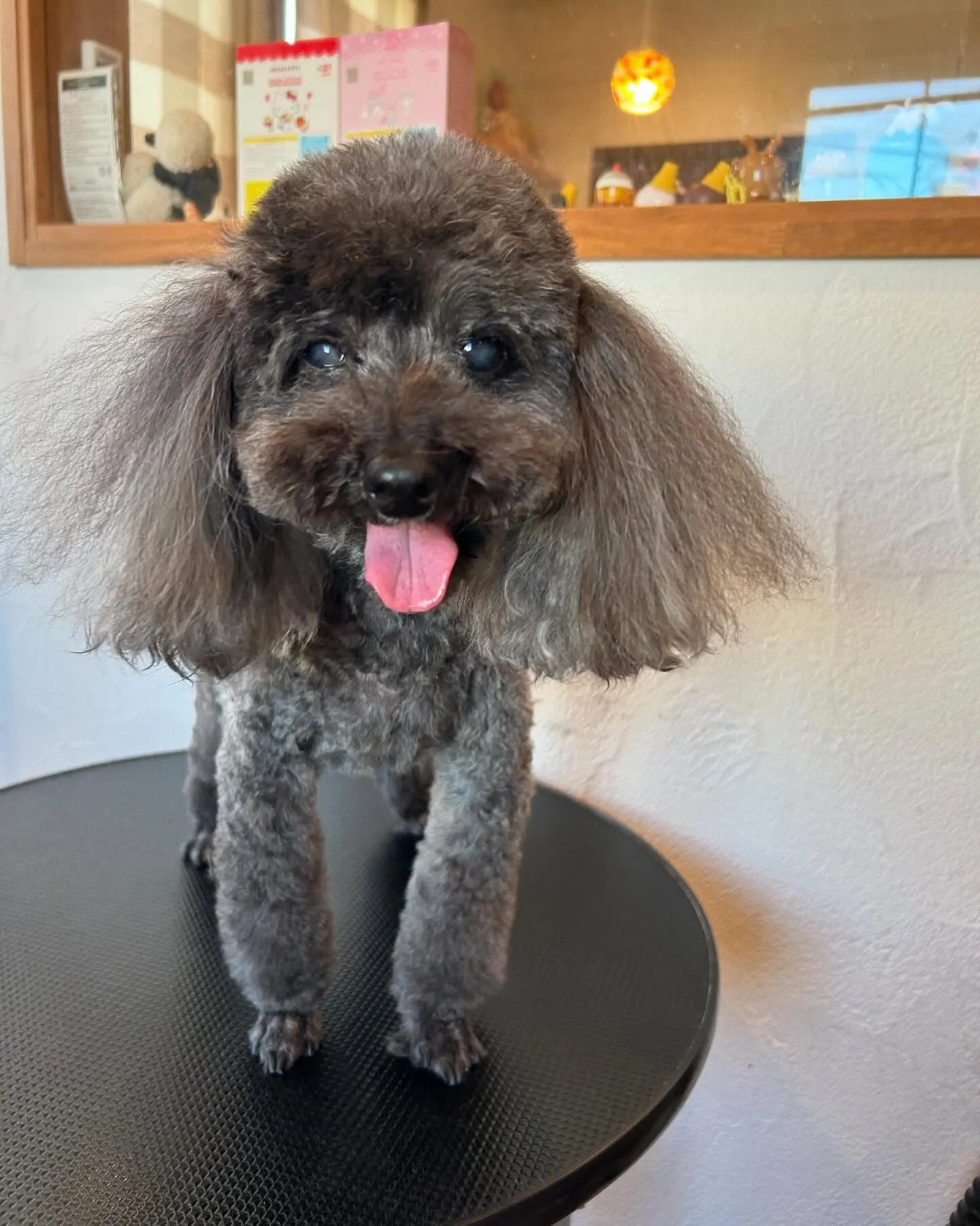 今日もトリミングサロンにかわいいお客様がたくさん来てくれまし...