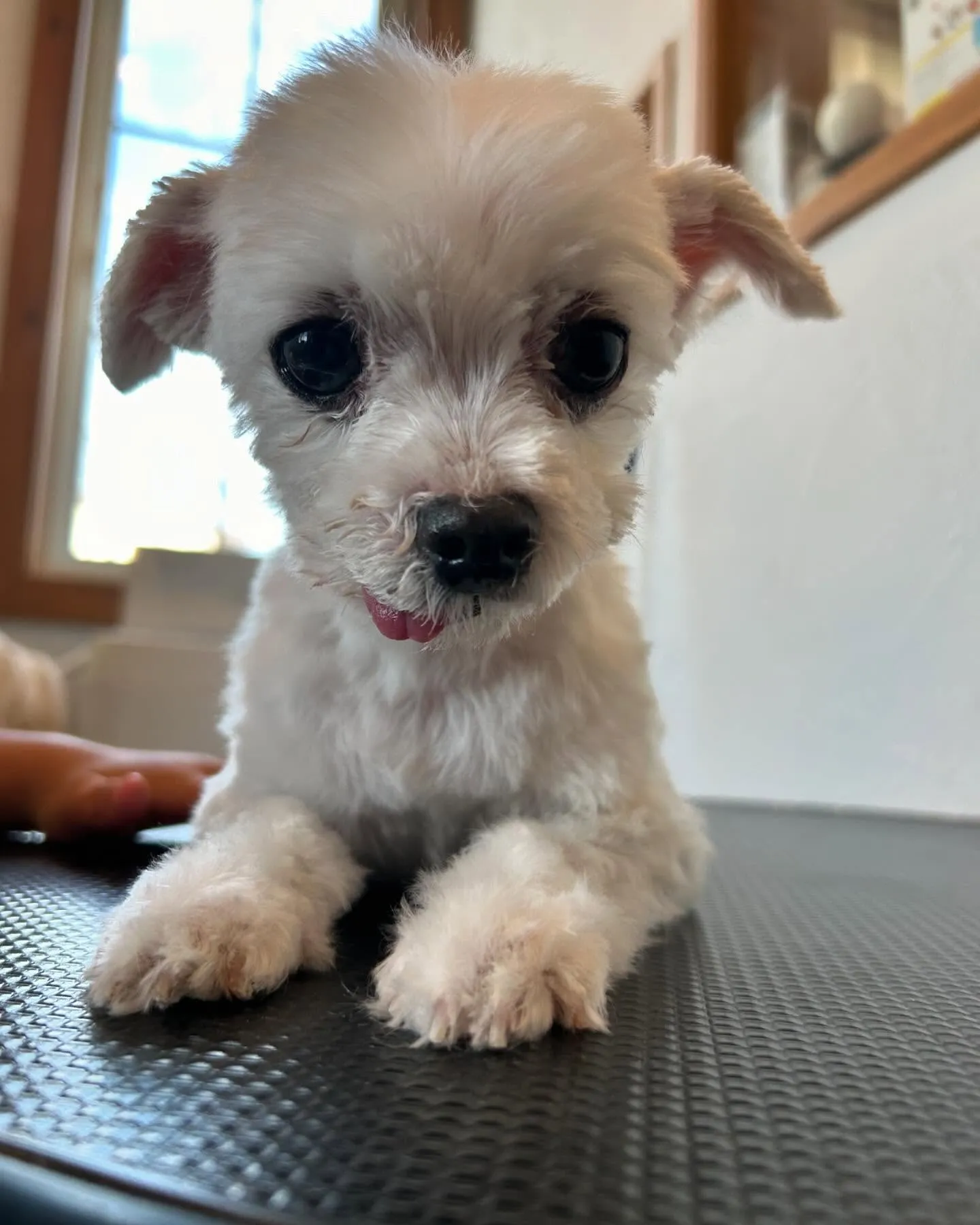 今日もトリミングサロンにかわいいお客様がたくさん来てくれまし...