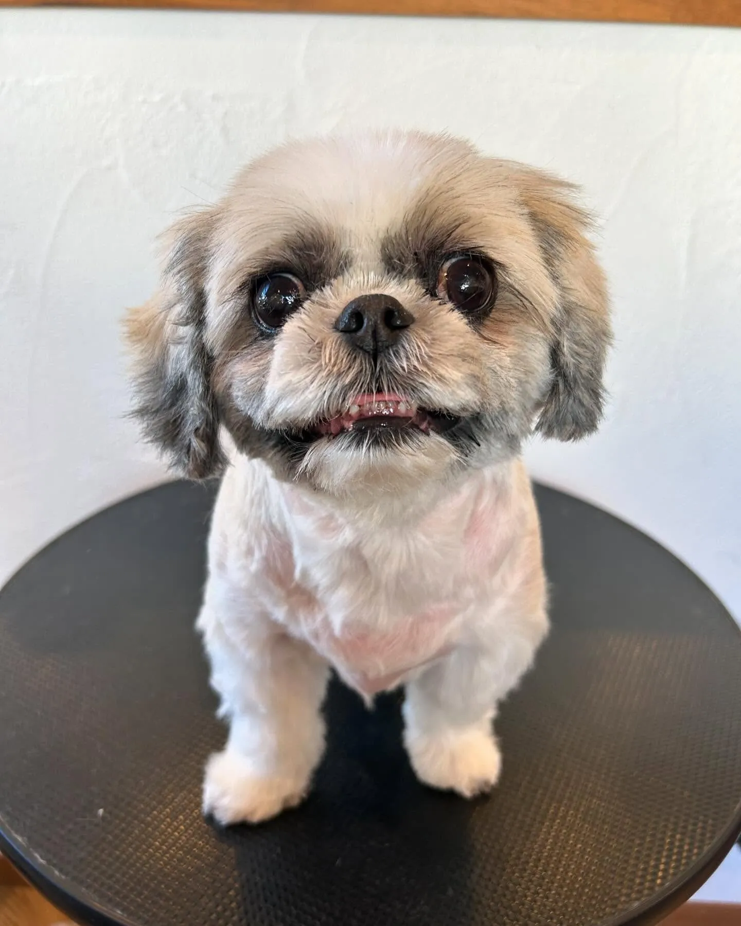 今日もかわいいワンちゃんたちが遊びに来てくれました🐾✨