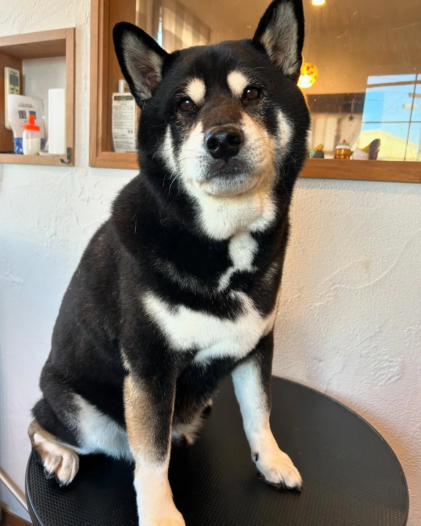 今日もワンちゃん達がたくさん遊びに来てくれました！🐾