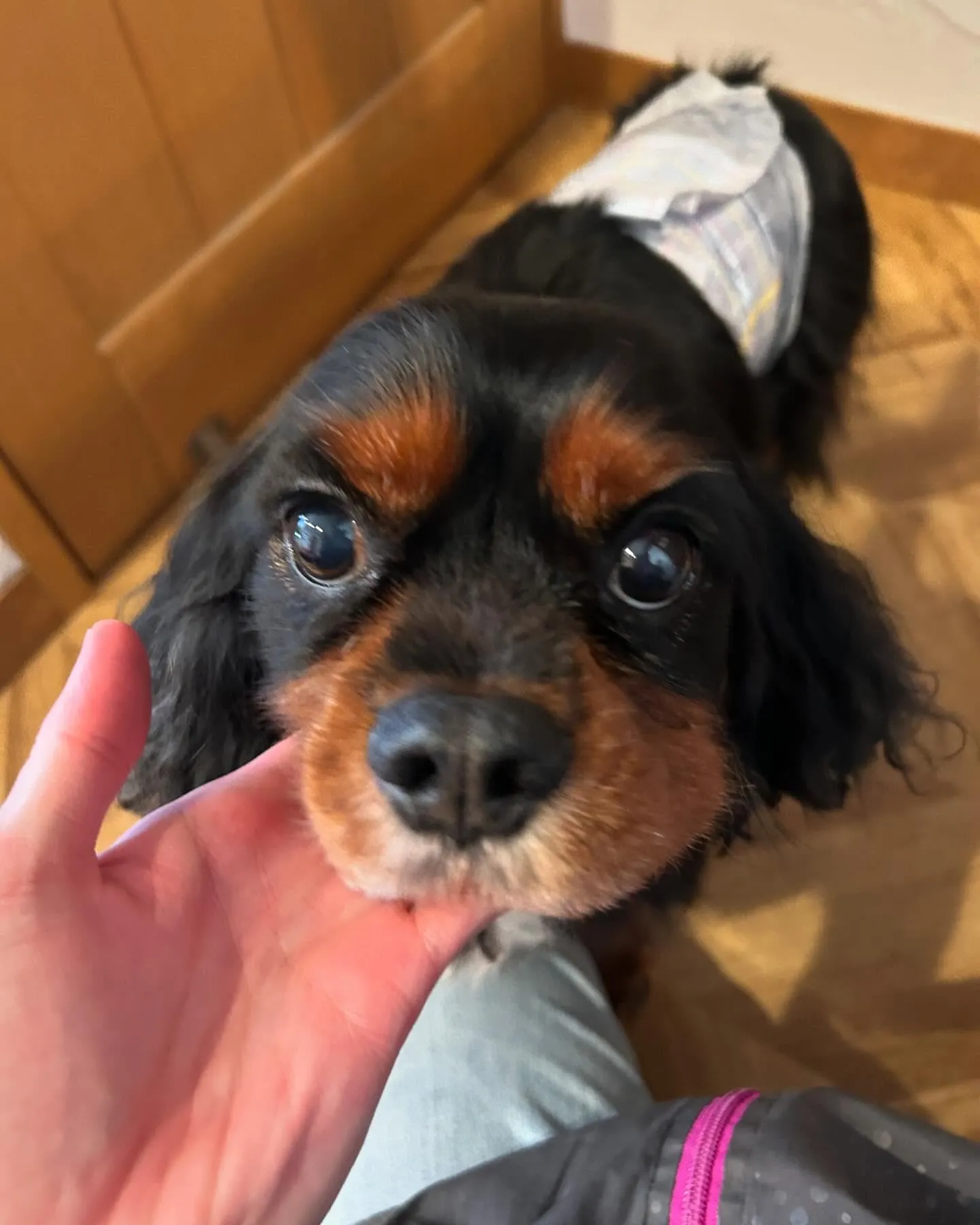 今日もワンちゃん達がたくさん遊びに来てくれました！🐾