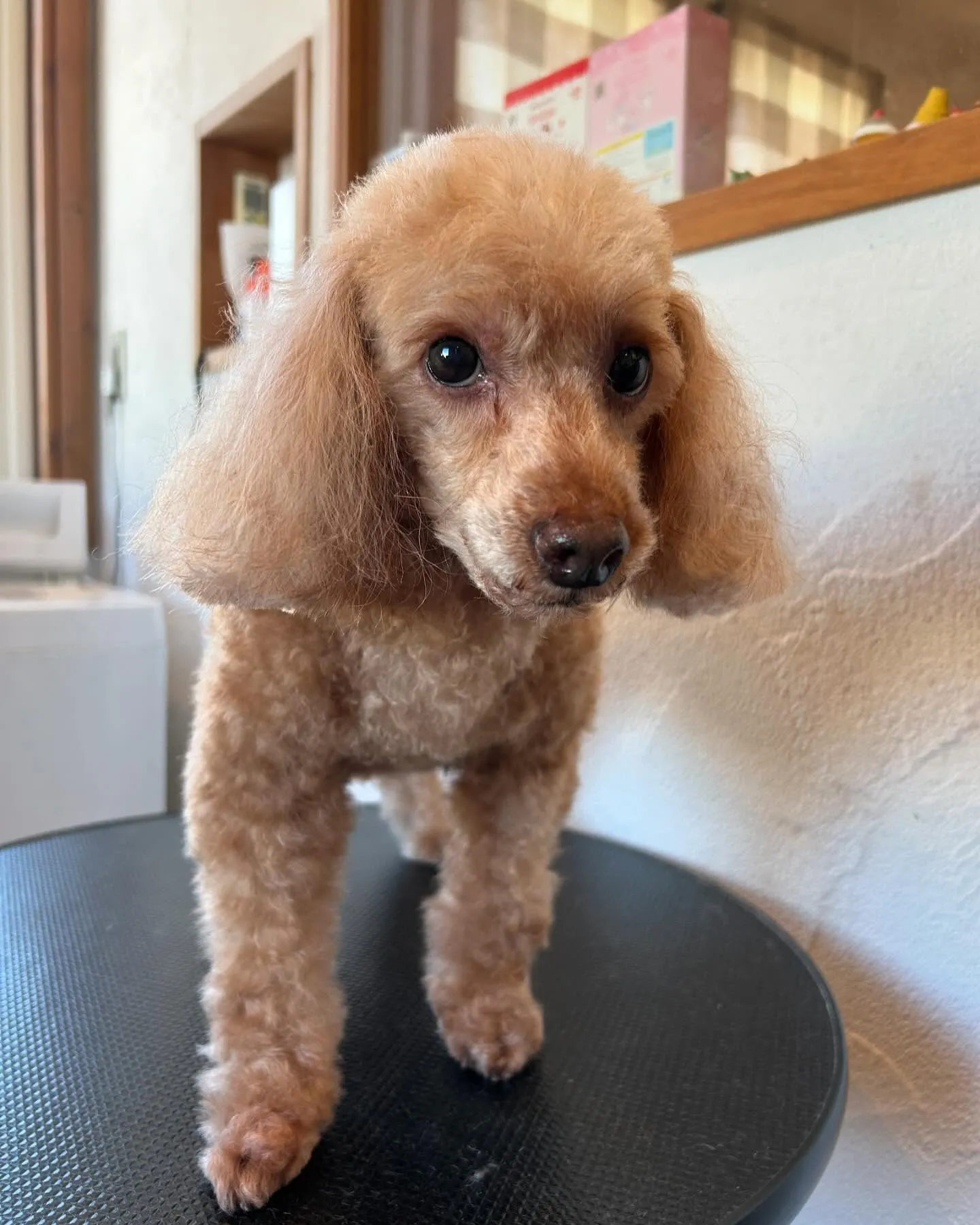 今日もワンちゃん達がたくさん遊びに来てくれました！🐾