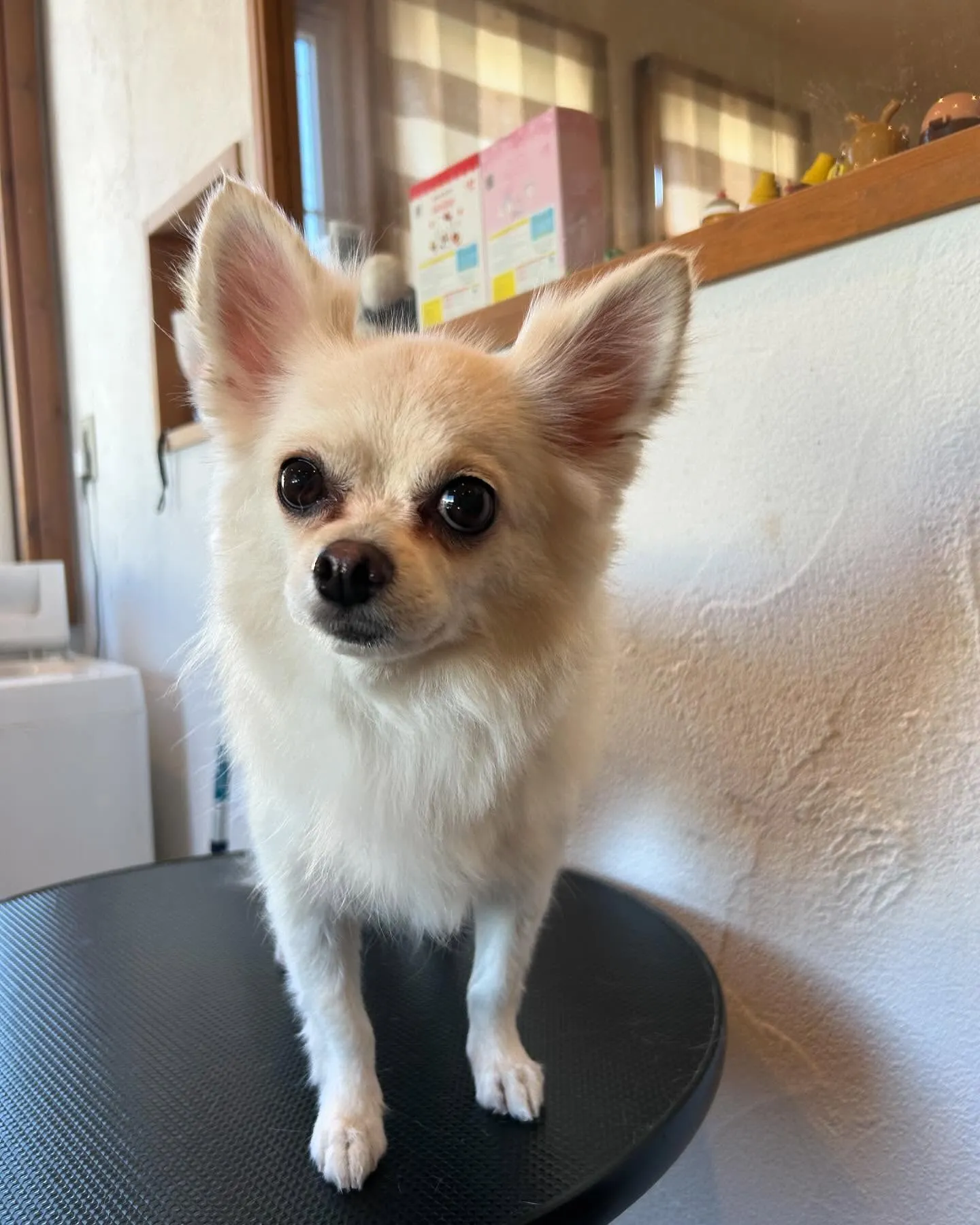 今日もワンちゃん達がたくさん遊びに来てくれました！🐾