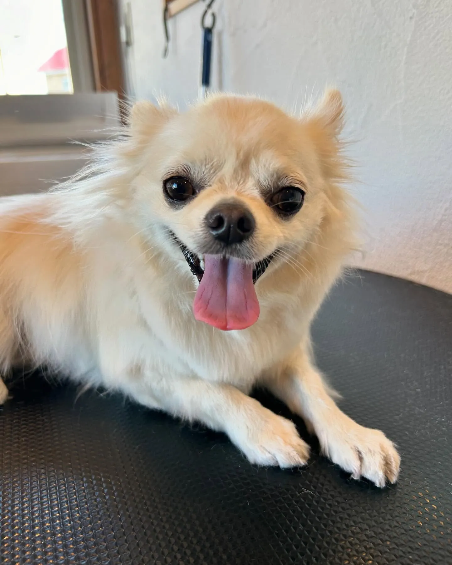 今日もワンちゃん達がたくさん遊びに来てくれました！🐾