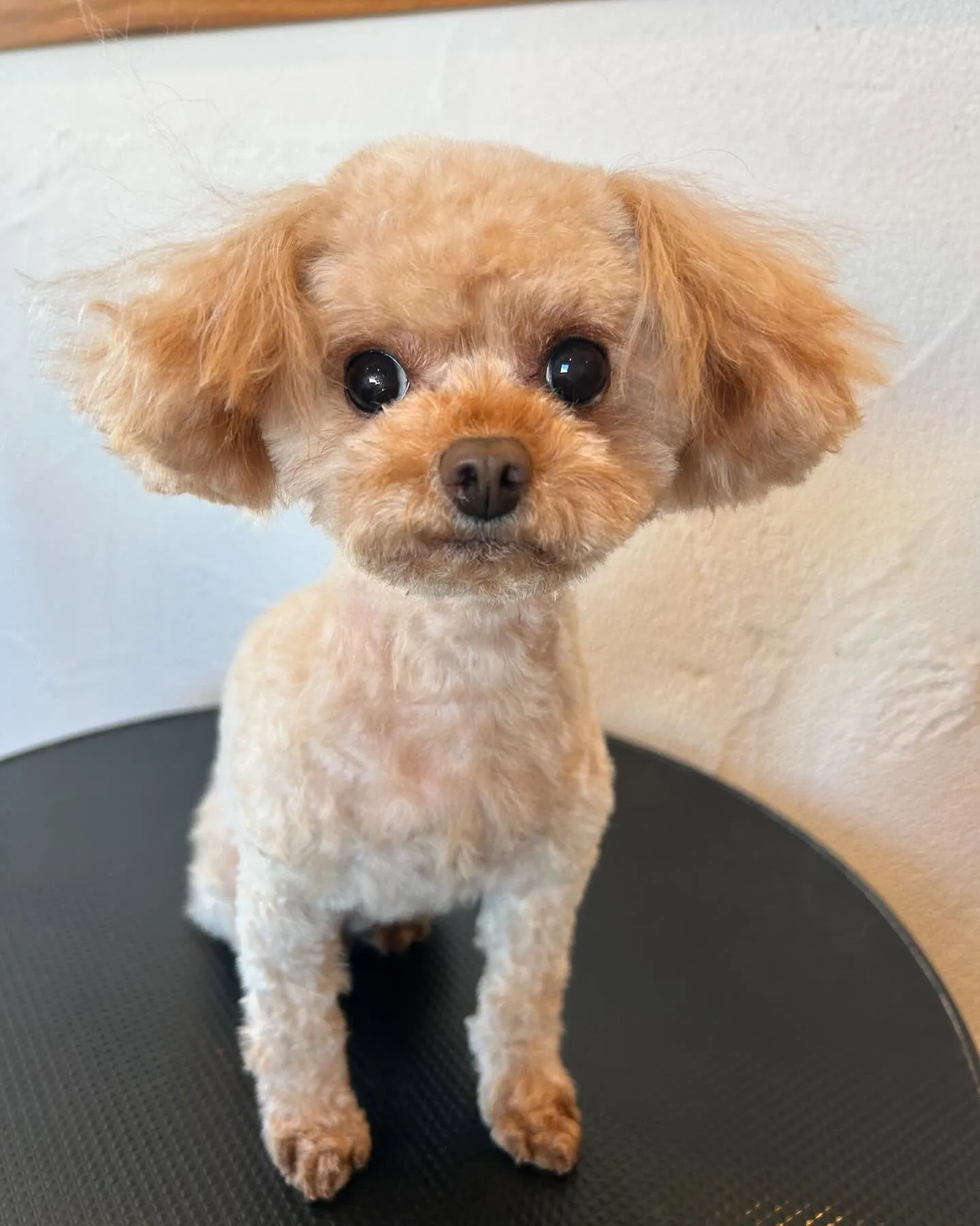 🐾✨今日のトリミングサロンも大賑わい！