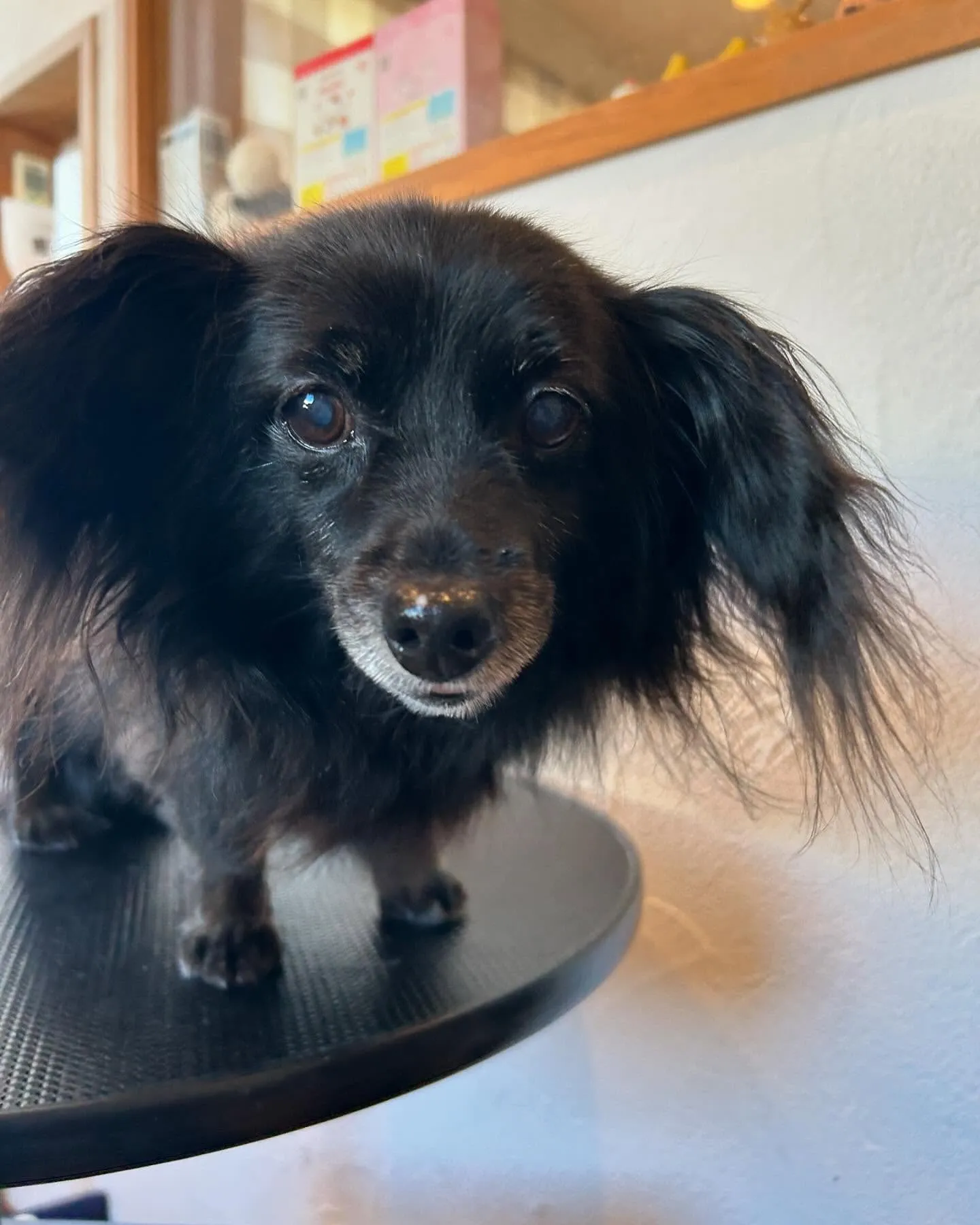 🐾✨今日のトリミングサロンも大賑わい！