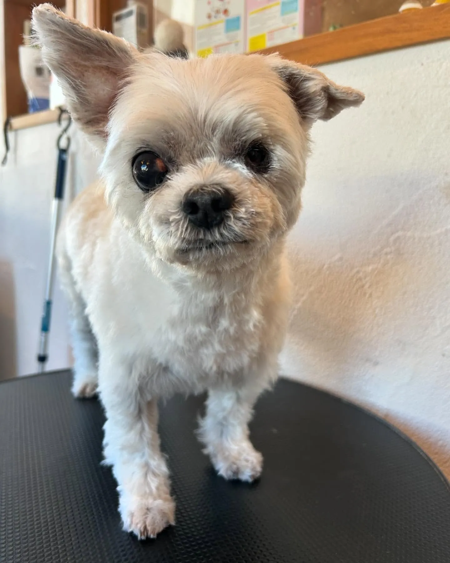 🐾✨今日のトリミングサロンも大賑わい！