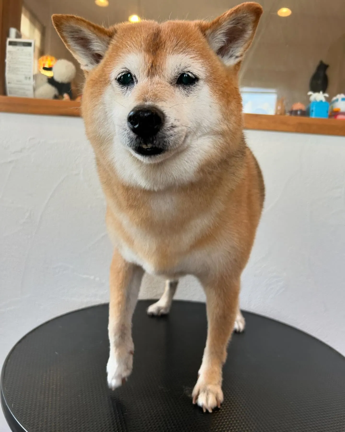 🐾 今日のトリミングサロンのハイライト！