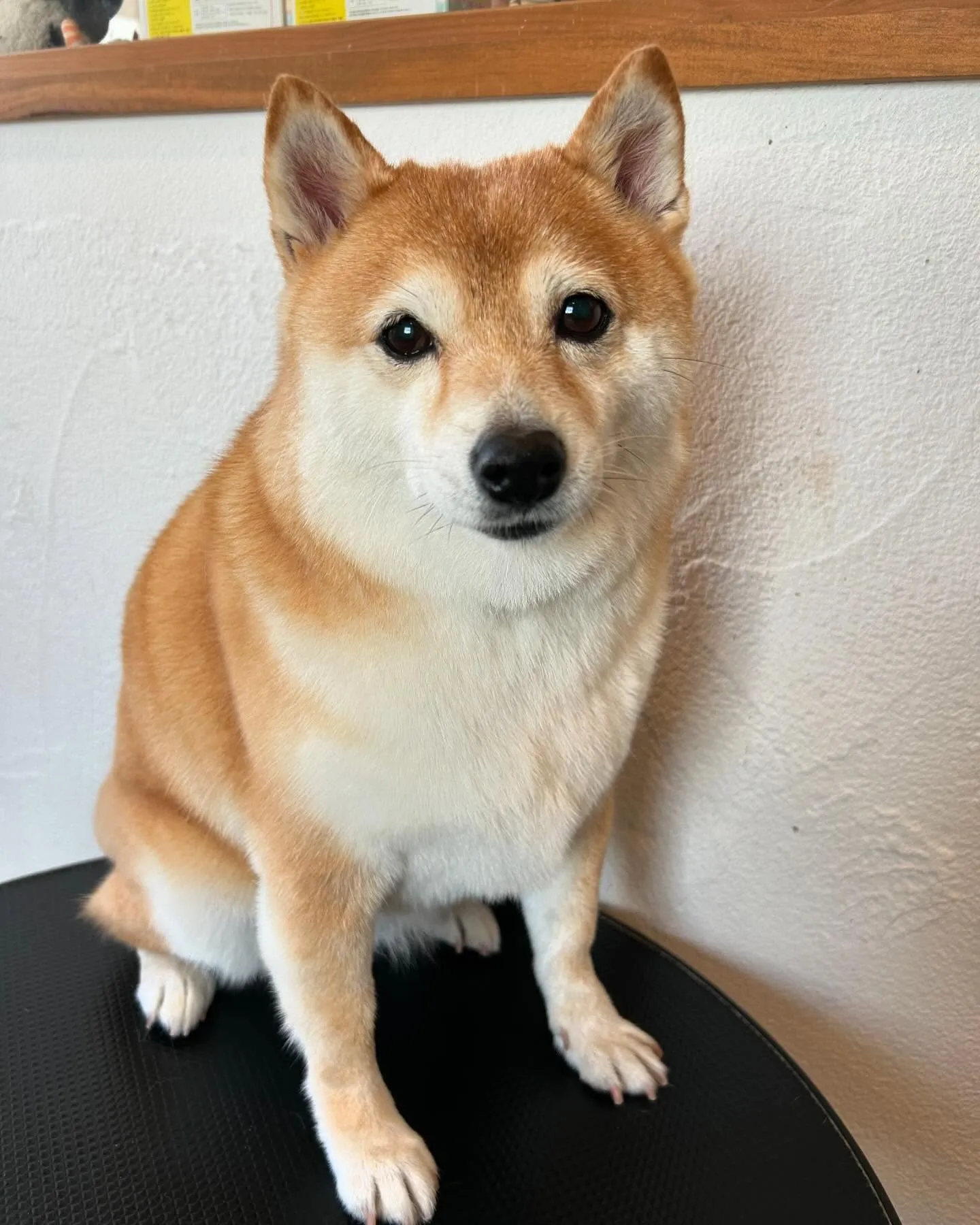 🐾 今日のトリミングサロンのハイライト!