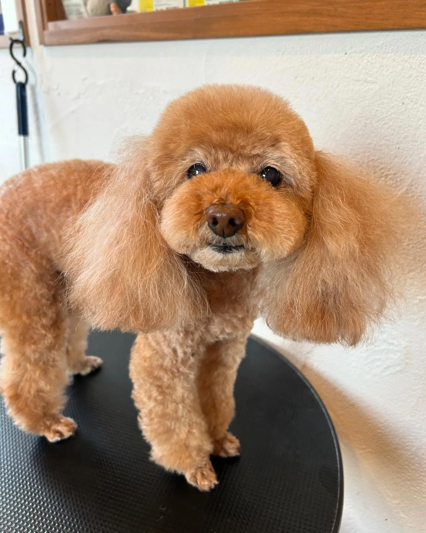 🐾 今日のトリミングサロンのハイライト!