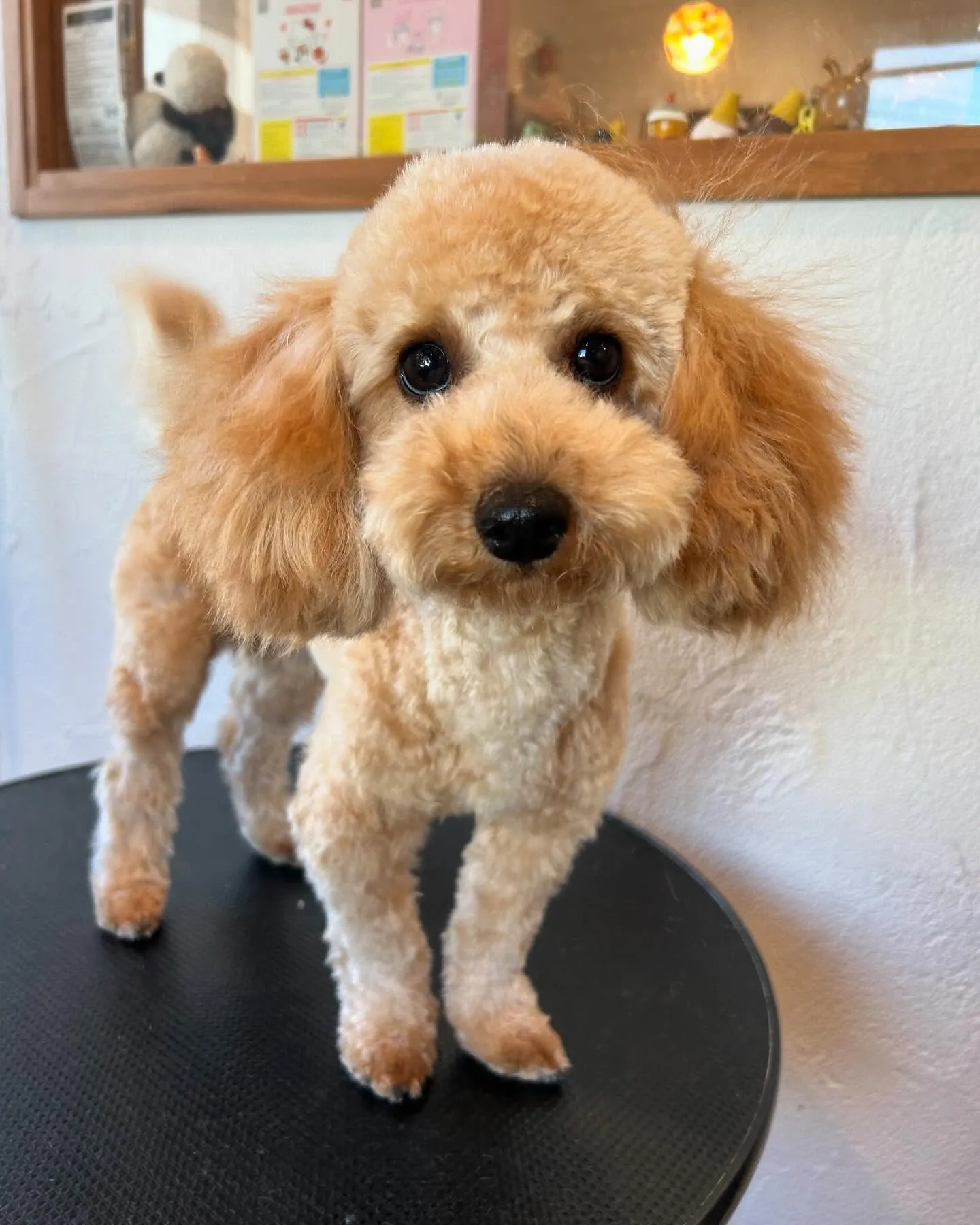 🐾 今日のトリミングサロンのハイライト!