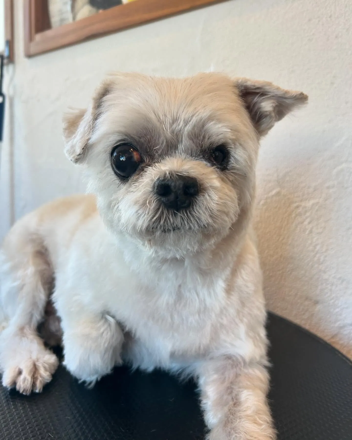 今日もサロンは大賑わい!🐶💕