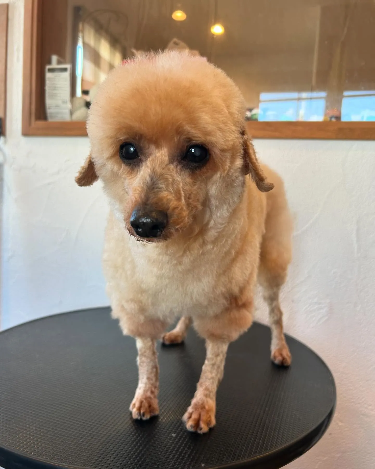 今日もサロンは大賑わい!🐶💕