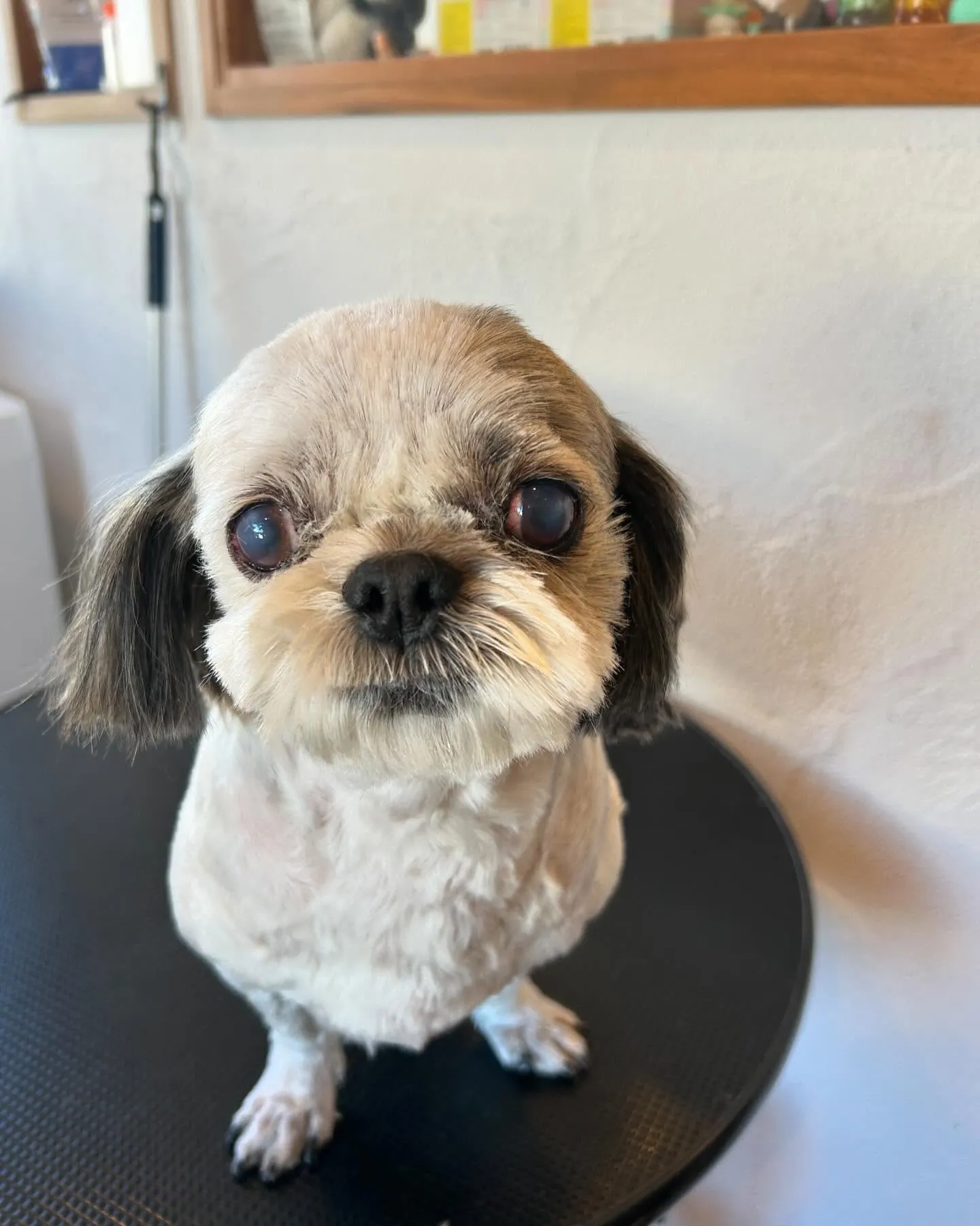 今日もサロンは大賑わい!🐶💕