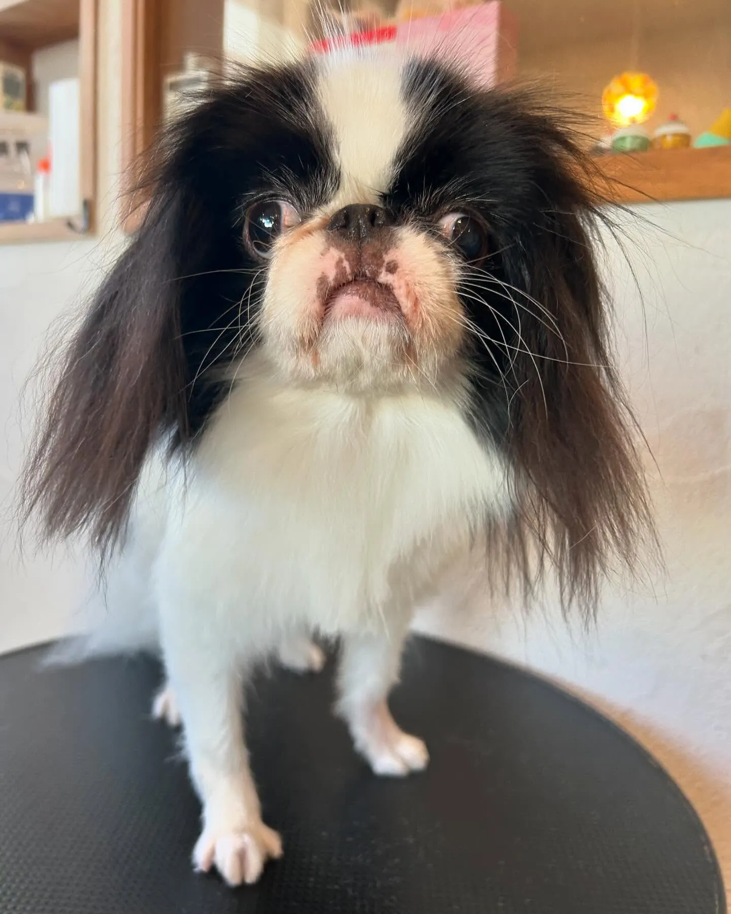 今日もサロンは大賑わい!🐶💕