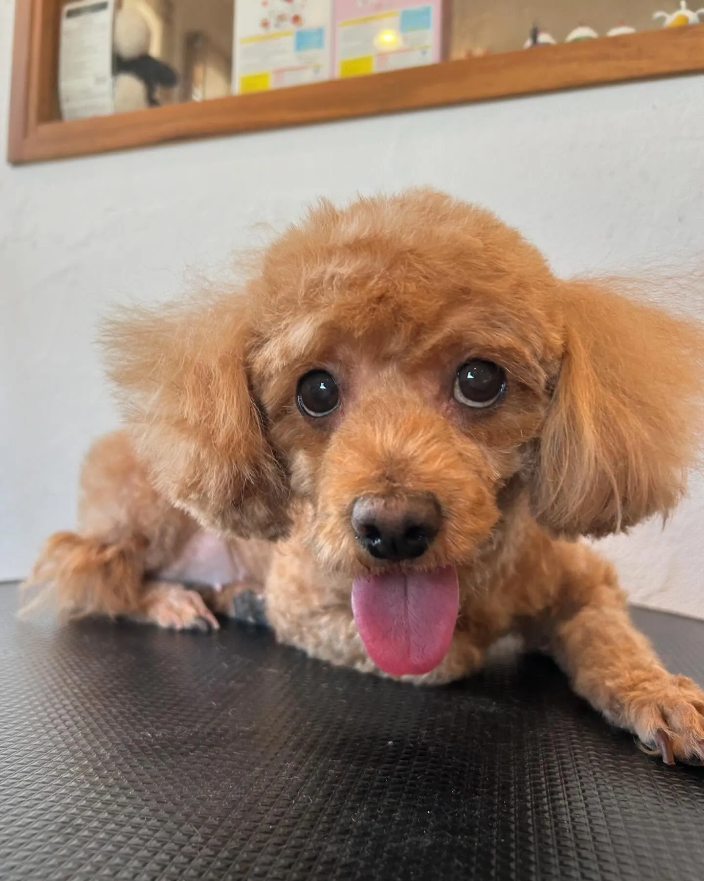 今日もワンちゃんたちがたくさん遊びに来てくれて、トリミングサ...