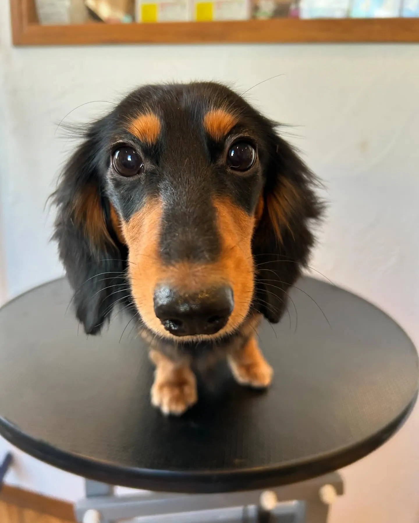 今日もワンちゃんたちがたくさん遊びに来てくれて、トリミングサ...