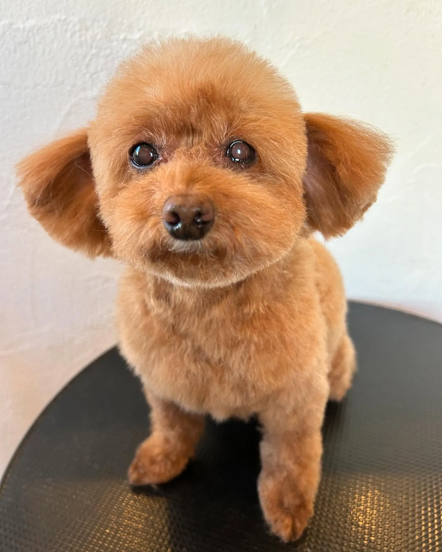 今日もワンちゃんたちがたくさん遊びに来てくれて、トリミングサ...