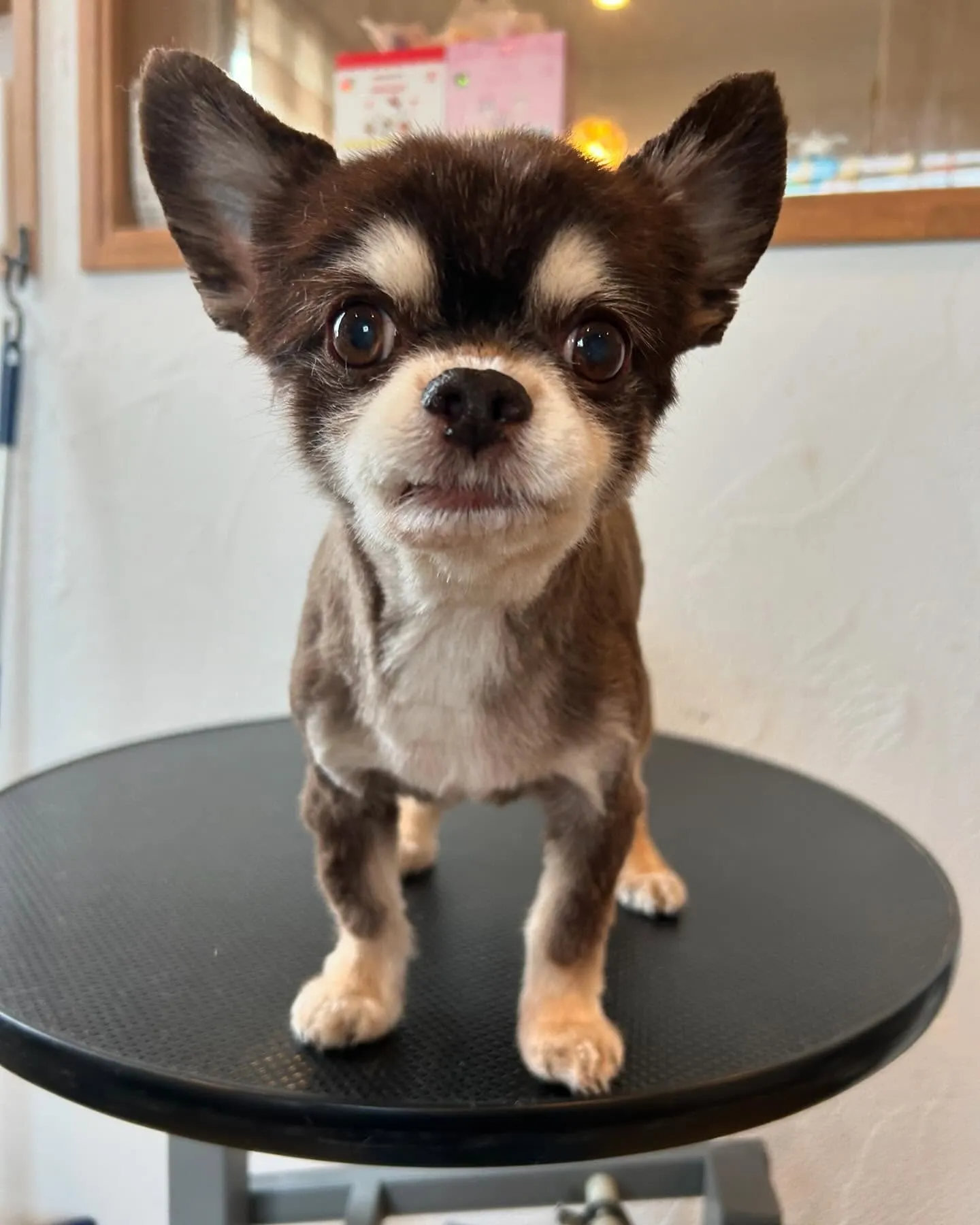 今日もトリミングサロンにかわいいゲストが続々登場!😊✨