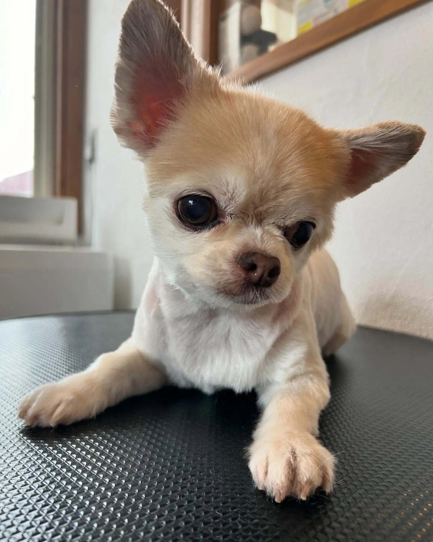 今日もトリミングサロンにかわいいゲストが続々登場!😊✨