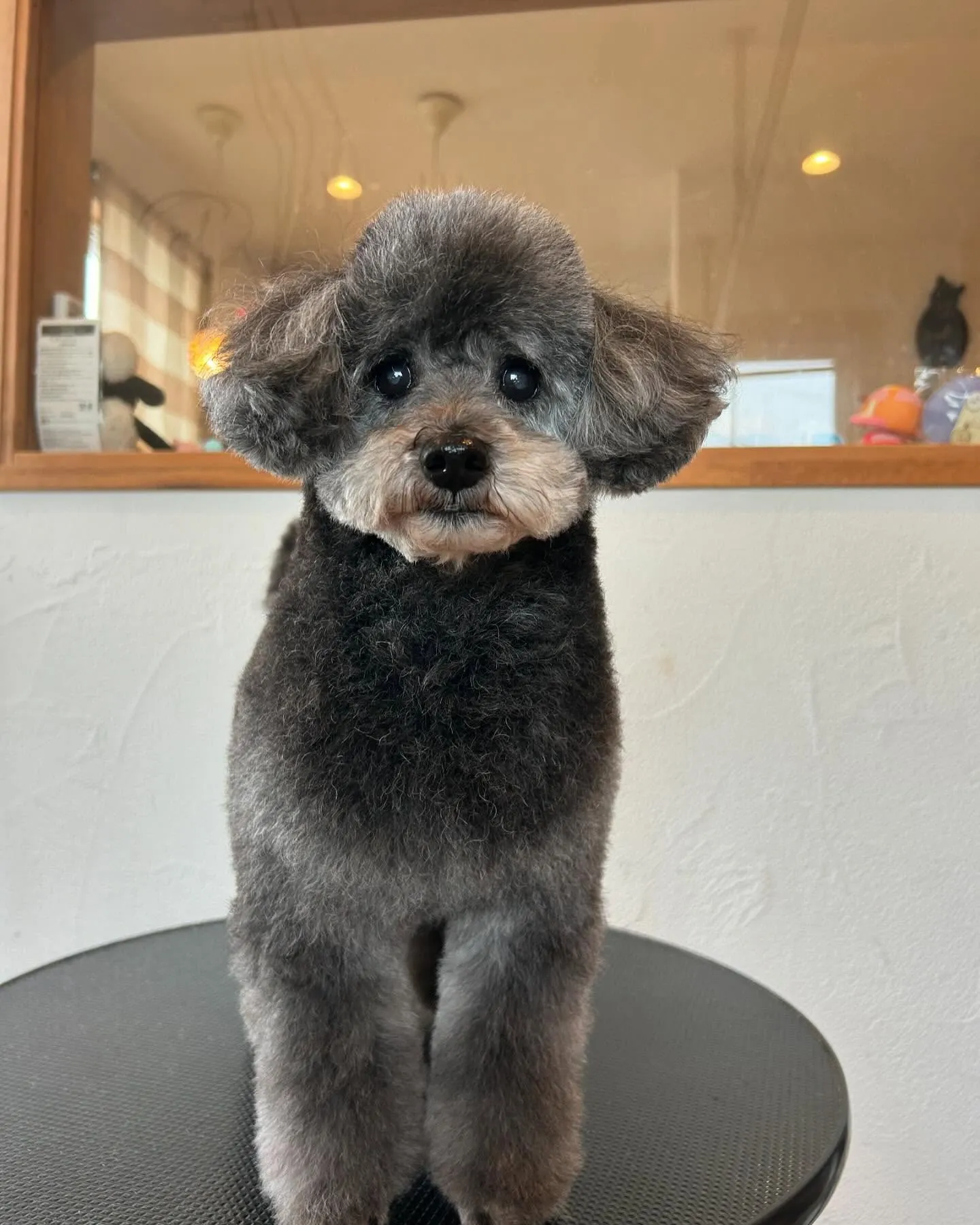 今日もトリミングサロンにかわいいゲストが続々登場!😊✨