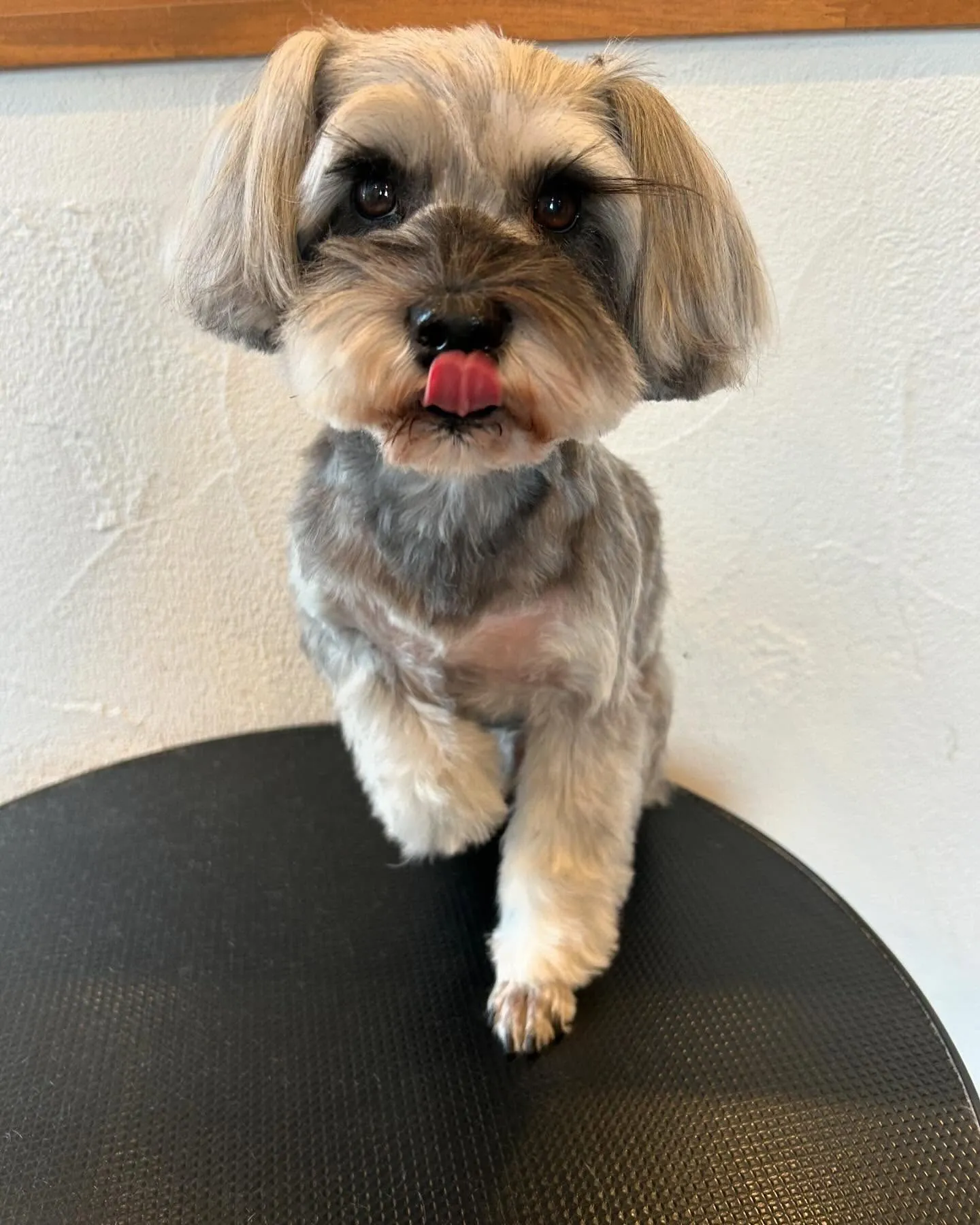 今日もトリミングサロンにかわいいゲストが続々登場!😊✨