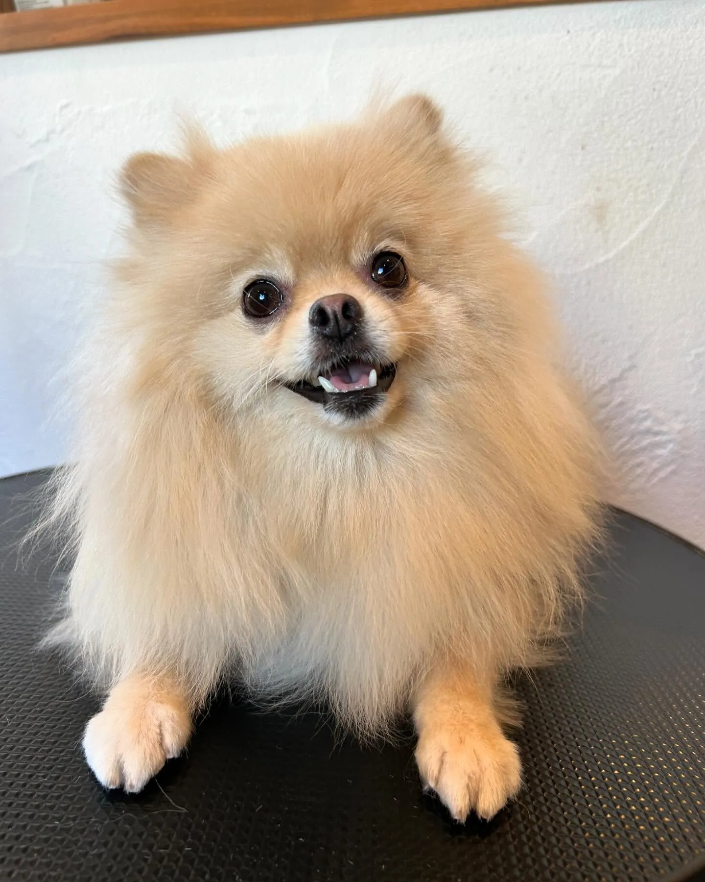 今日も楽しいワンちゃんたちがたくさん来てくれました🐶✨