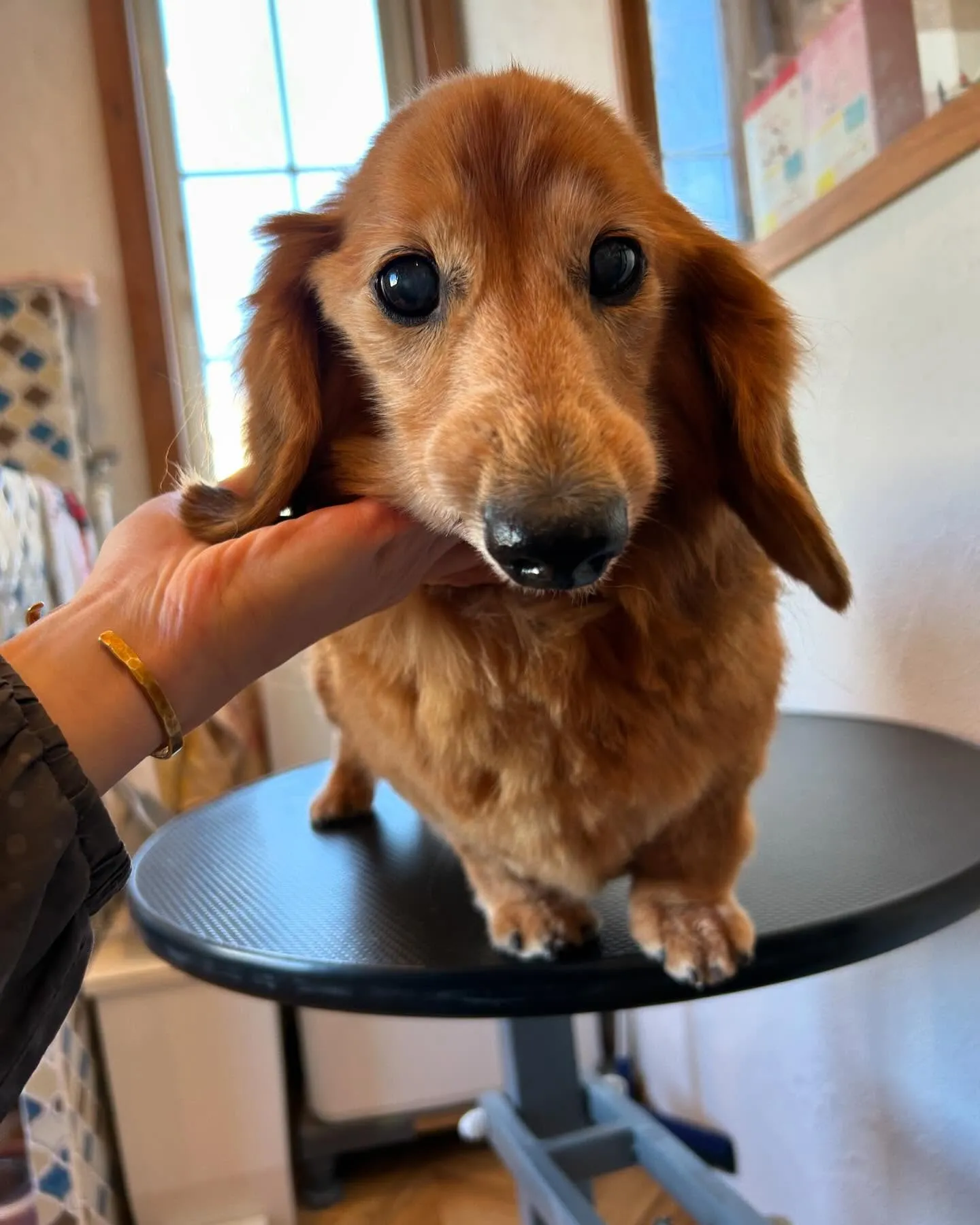 今日も楽しいワンちゃんたちがたくさん来てくれました🐶✨