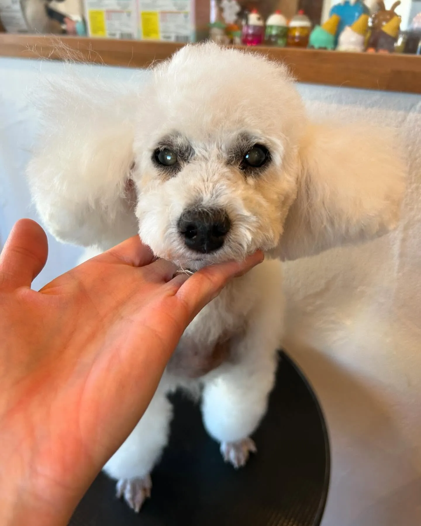 今日も楽しいワンちゃんたちがたくさん来てくれました🐶✨