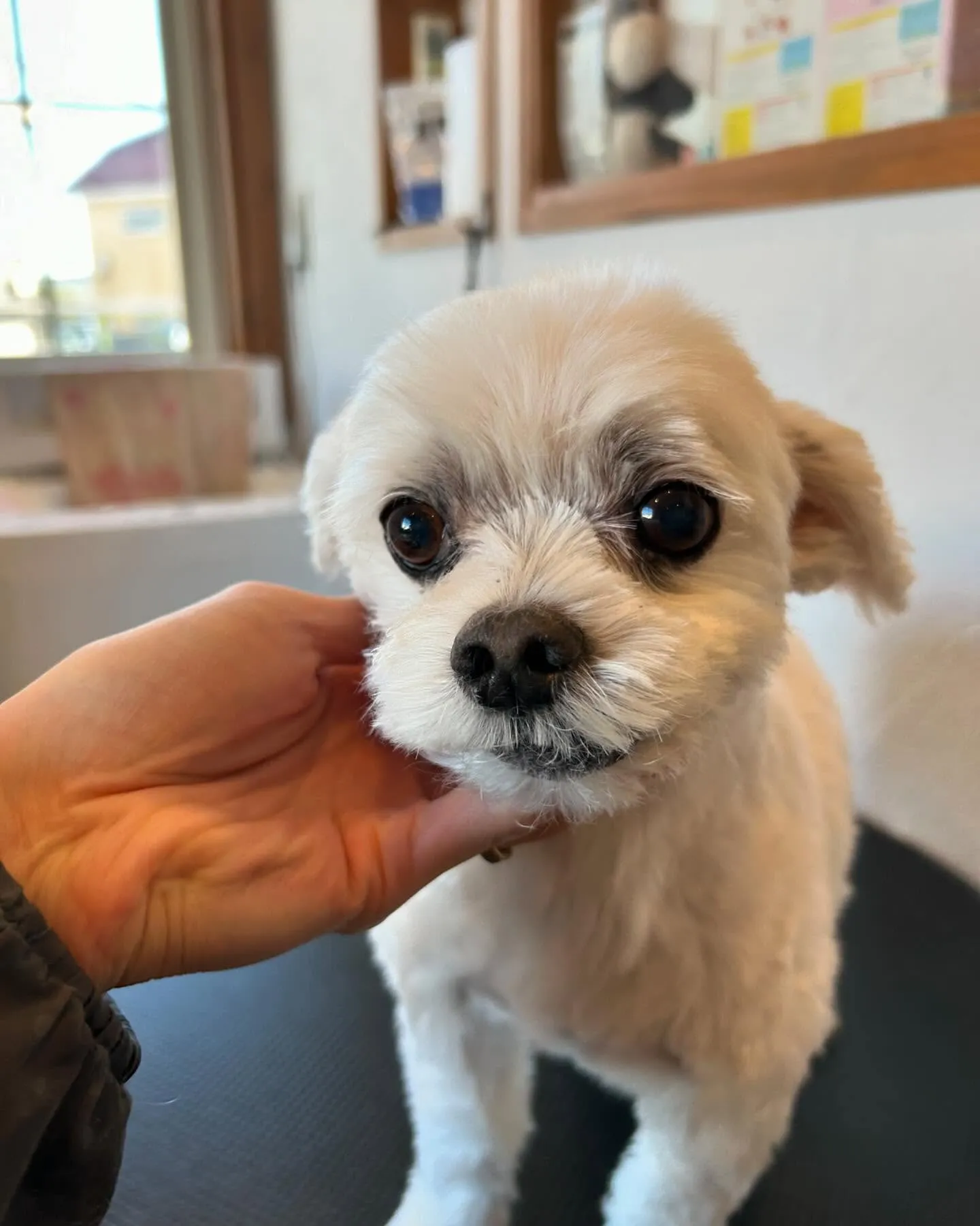 今日もわんちゃんたちが遊びに来てくれました🐾✨ 