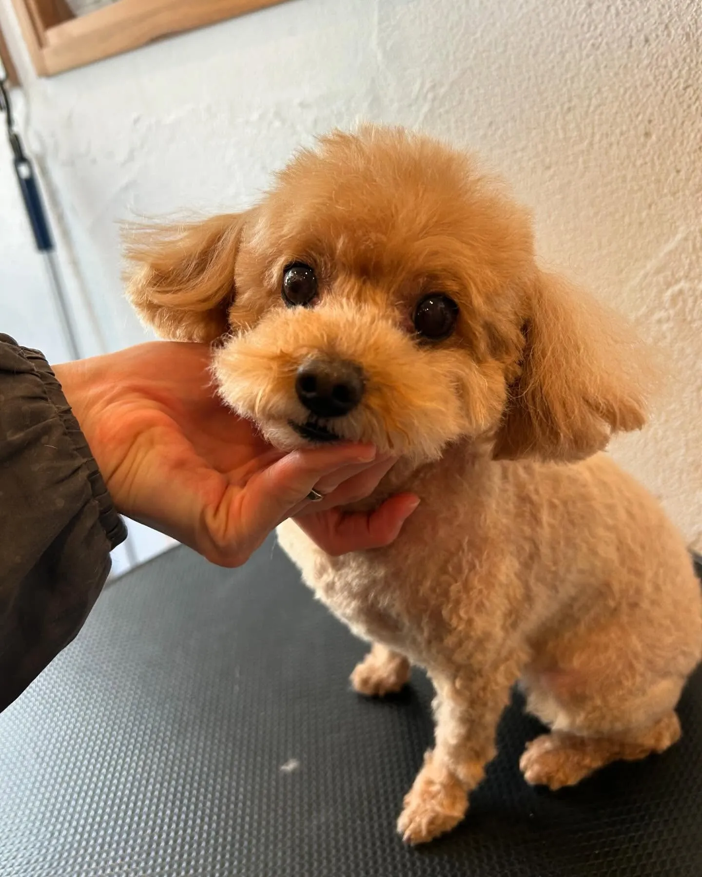 今日もわんちゃんたちが遊びに来てくれました🐾✨ 