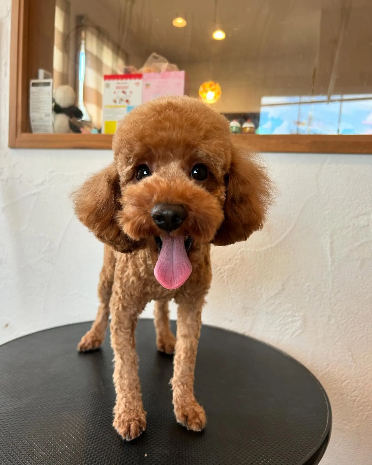 今日もわんちゃんたちが遊びに来てくれました🐾✨ 