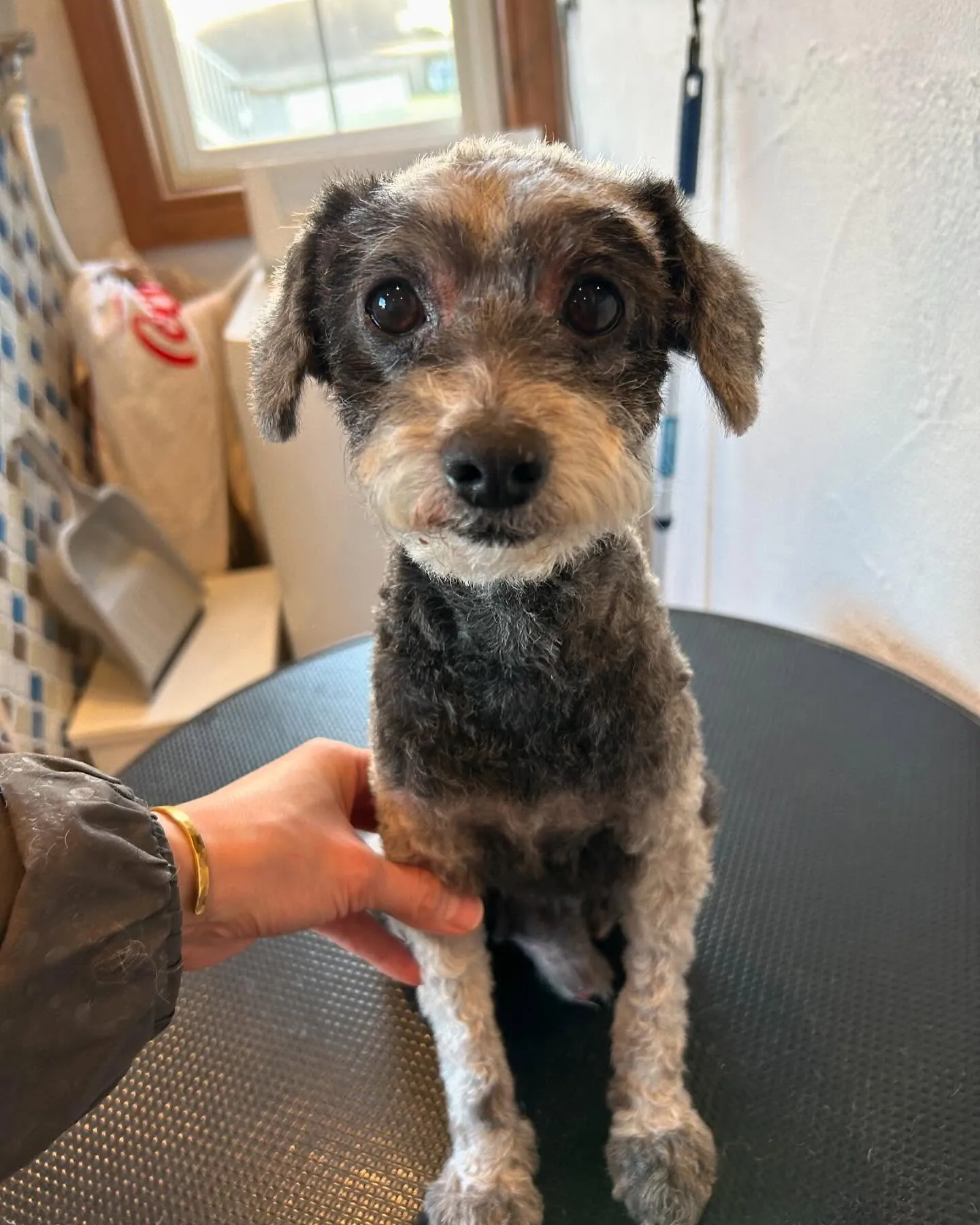 今日もわんちゃんたちが遊びに来てくれました🐾✨ 