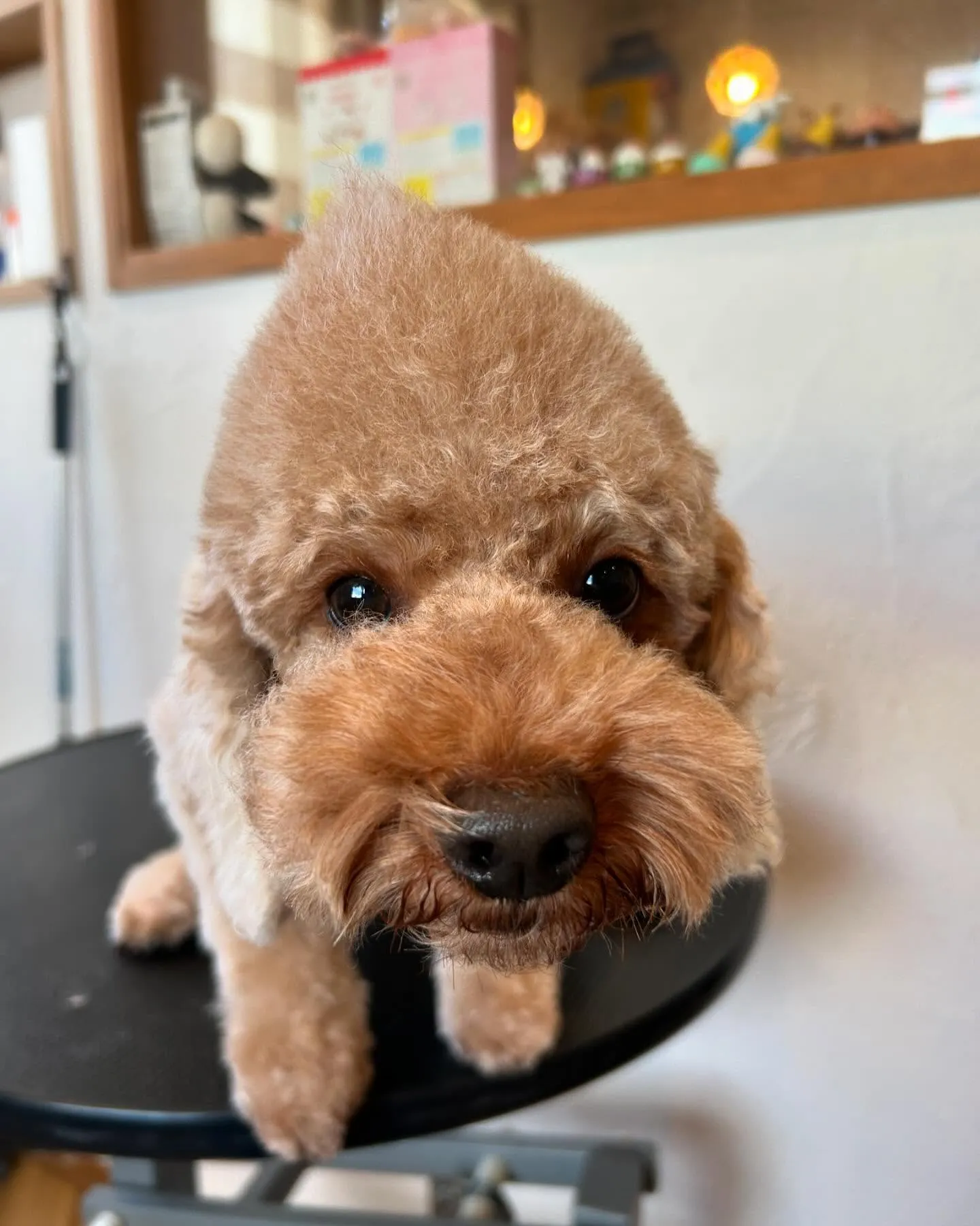 今日もトリミングサロンにたくさんのかわいいお客様がご来店して...