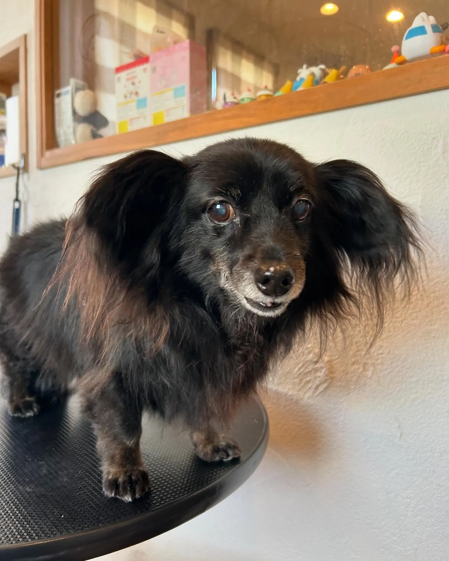 今日もトリミングサロンにたくさんのかわいいお客様がご来店して...