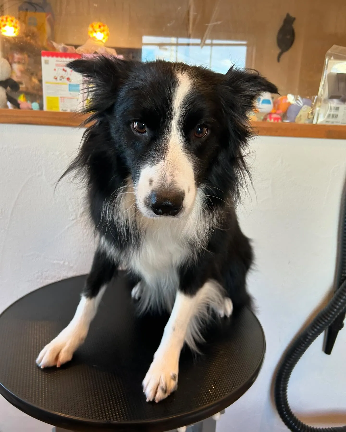 今日もトリミングサロンにたくさんのかわいいお客様がご来店して...