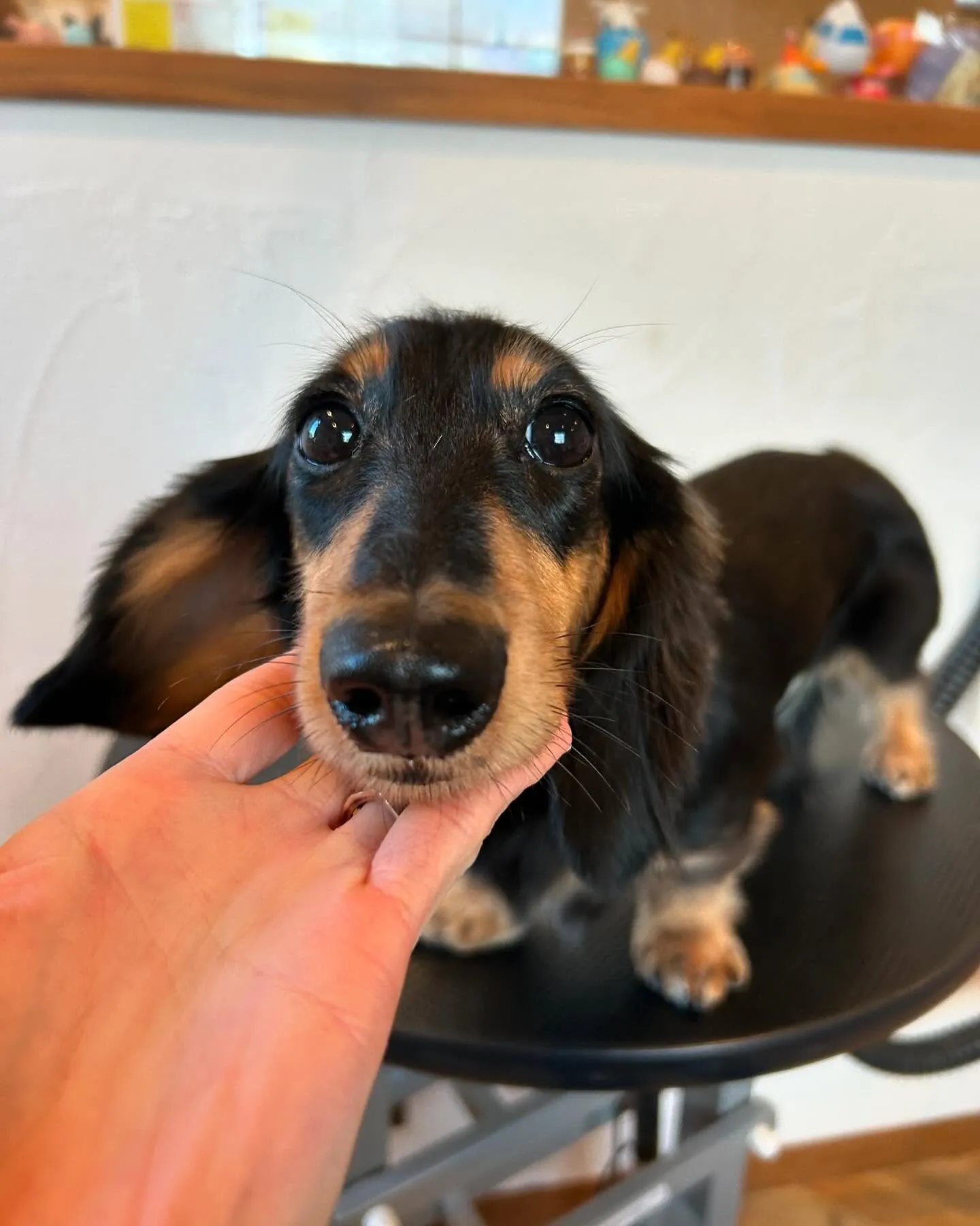 今日もトリミングサロンにたくさんのかわいいお客様がご来店して...